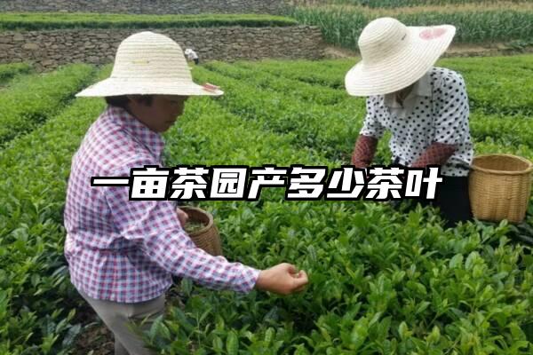 一亩茶园产多少茶叶