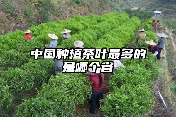 中国种植茶叶最多的是哪个省