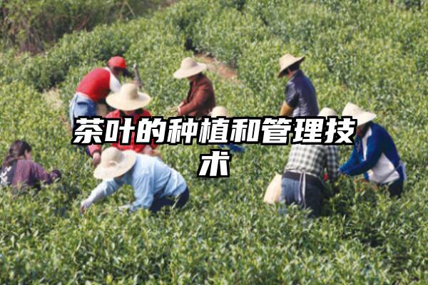 茶叶的种植和管理技术