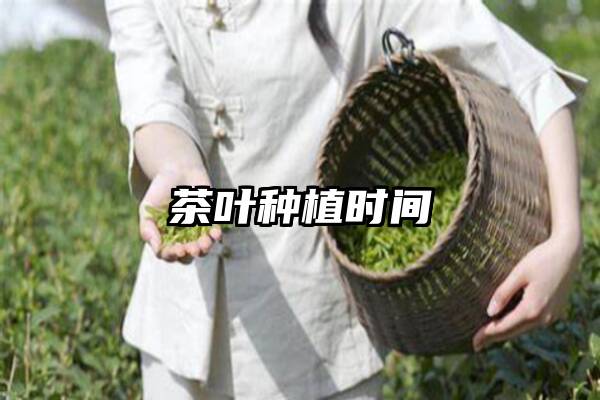 茶叶种植时间