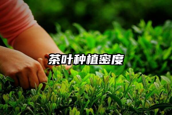 茶叶种植密度