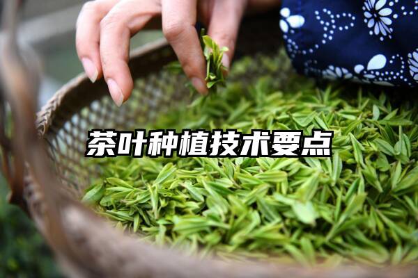 茶叶种植技术要点