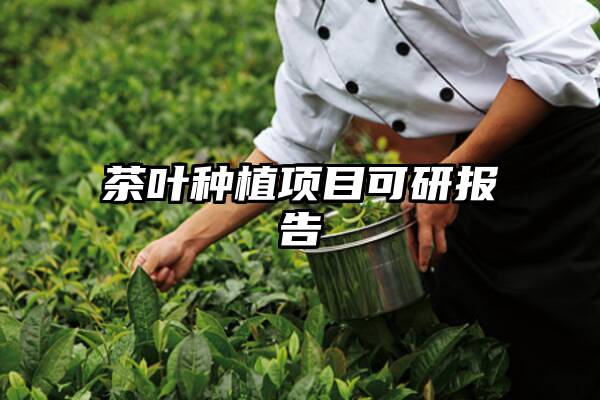 茶叶种植项目可研报告