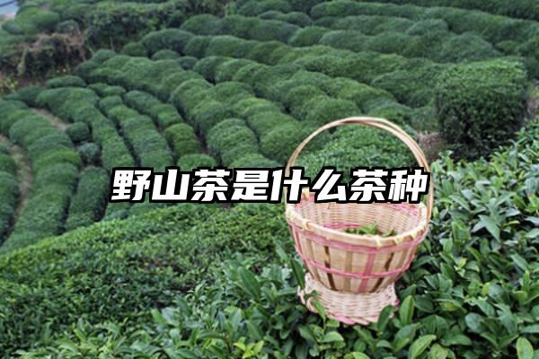 野山茶是什么茶种