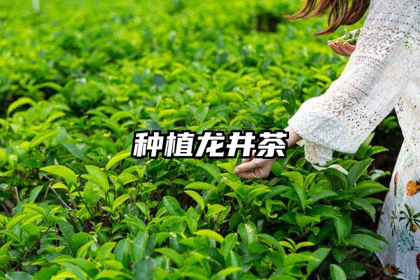 种植龙井茶