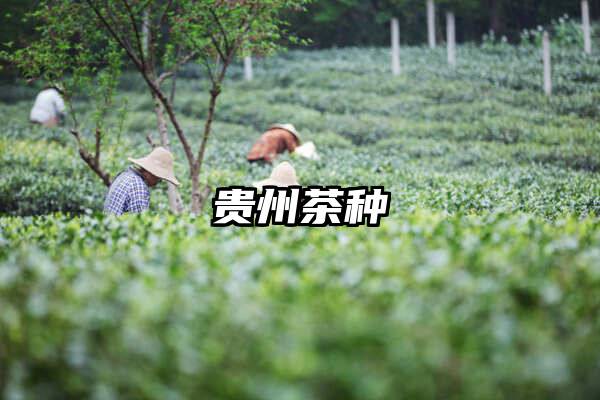 贵州茶种