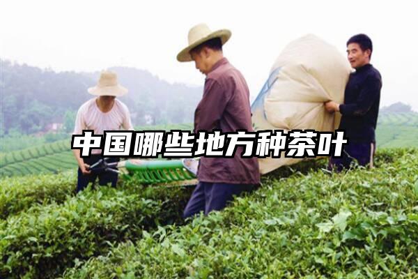 中国哪些地方种茶叶