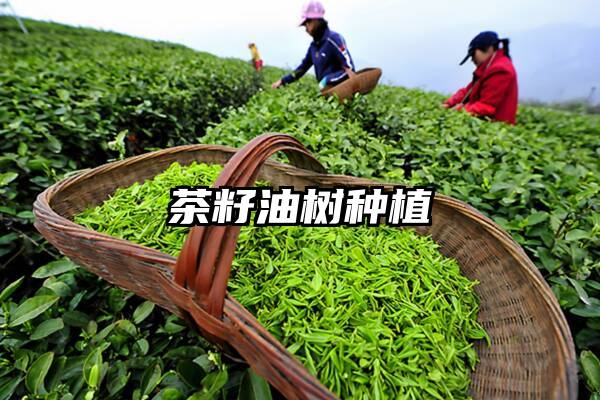 茶籽油树种植