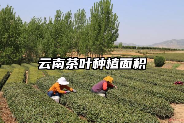 云南茶叶种植面积