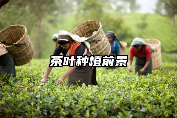 茶叶种植前景