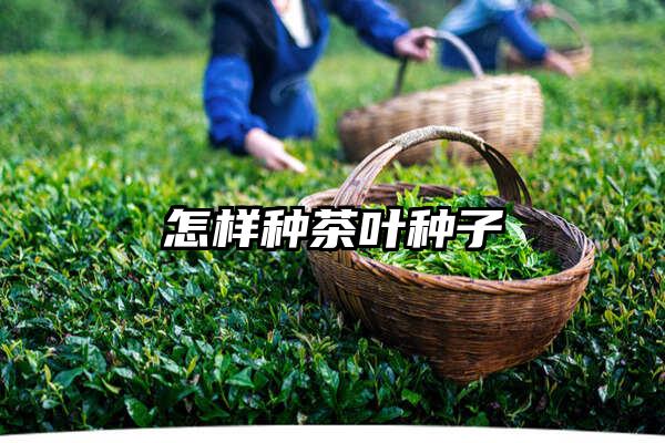 怎样种茶叶种子