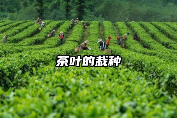 茶叶的栽种