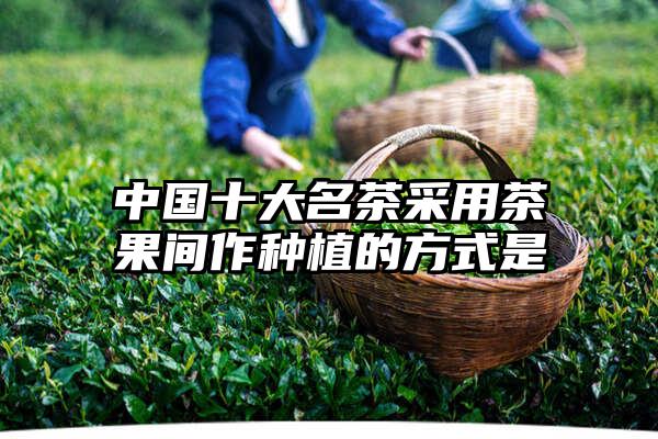 中国十大名茶采用茶果间作种植的方式是
