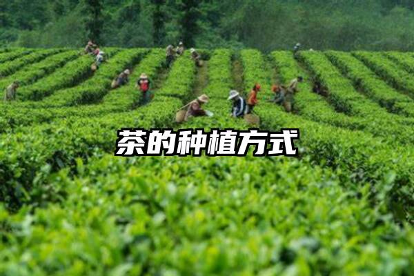 茶的种植方式