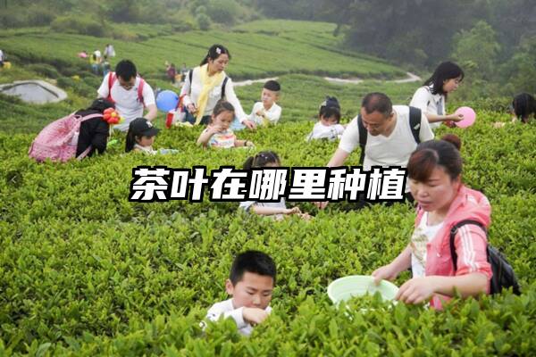 茶叶在哪里种植
