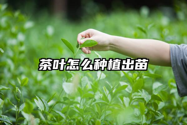 茶叶怎么种植出苗