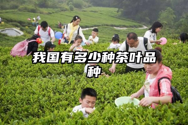 我国有多少种茶叶品种