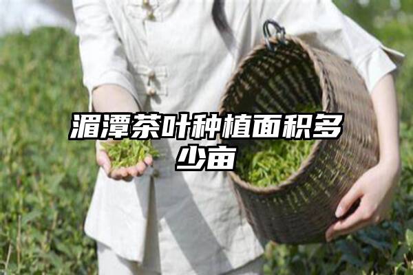 湄潭茶叶种植面积多少亩