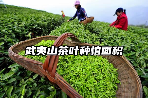 武夷山茶叶种植面积
