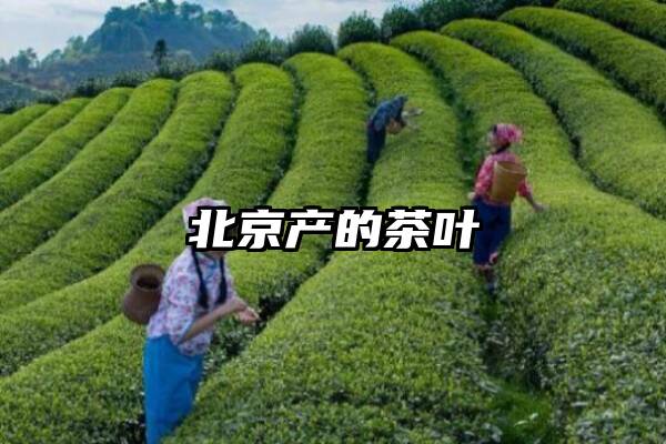 北京产的茶叶