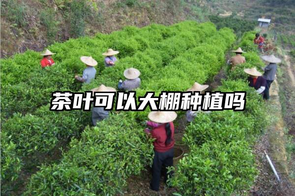 茶叶可以大棚种植吗