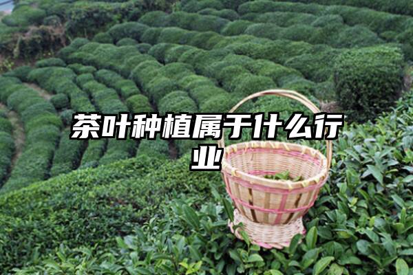茶叶种植属于什么行业