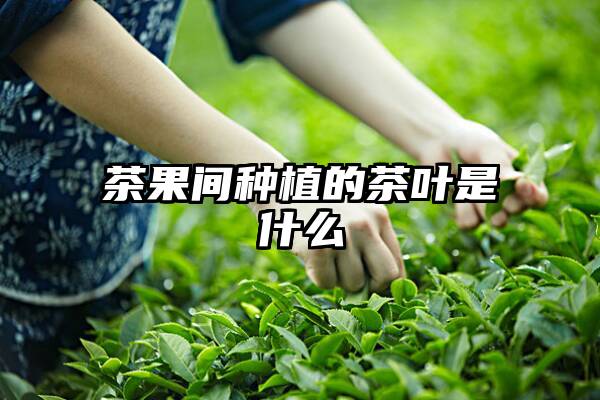 茶果间种植的茶叶是什么