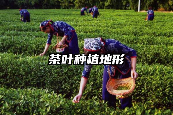 茶叶种植地形