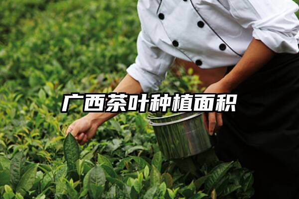 广西茶叶种植面积