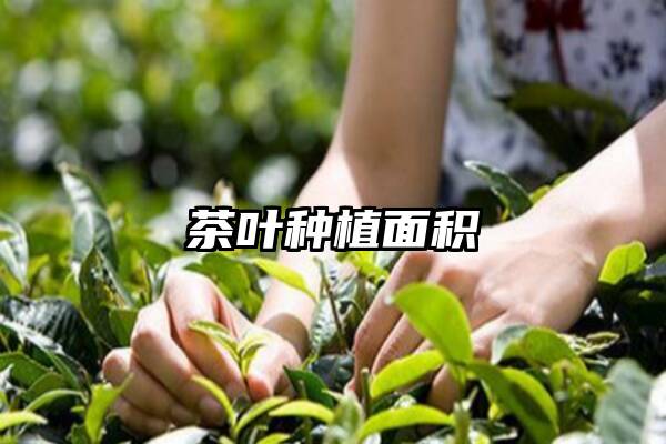 茶叶种植面积
