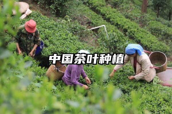 中国茶叶种植