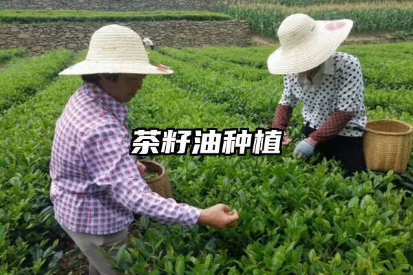 茶籽油种植
