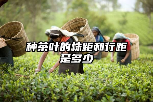 种茶叶的株距和行距是多少