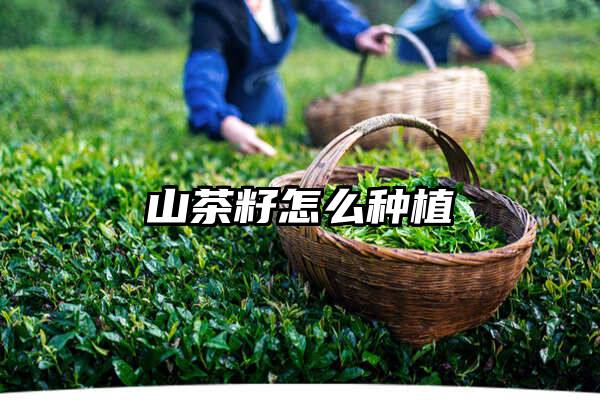 山茶籽怎么种植