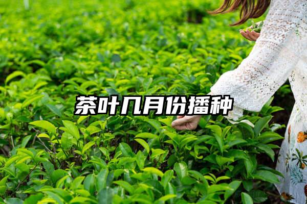 茶叶几月份播种