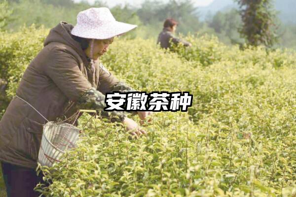 安徽茶种