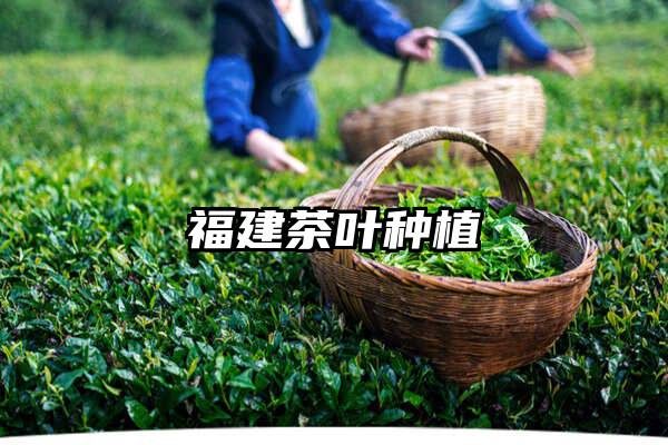 福建茶叶种植
