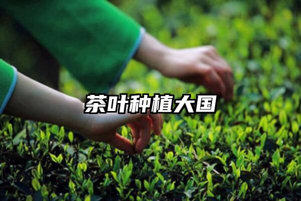 茶叶种植大国