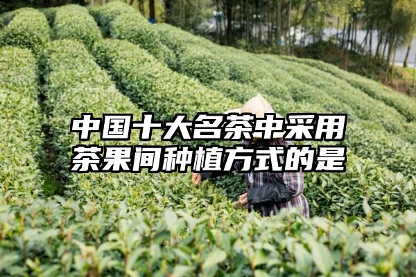 中国十大名茶中采用茶果间种植方式的是
