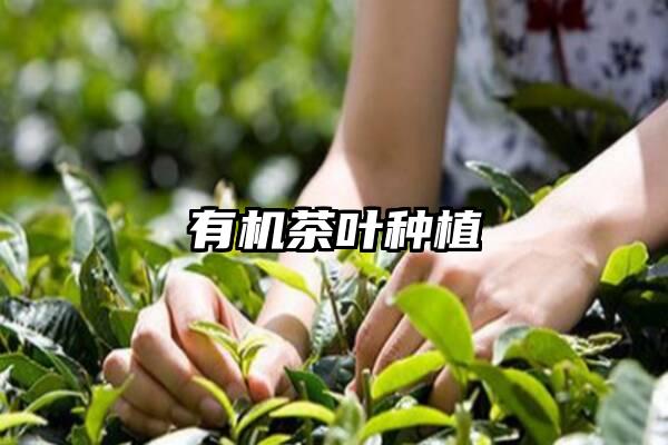 有机茶叶种植