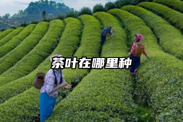 茶叶在哪里种