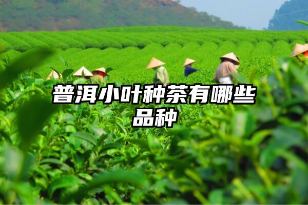 普洱小叶种茶有哪些品种