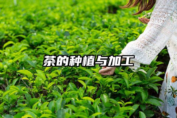 茶的种植与加工