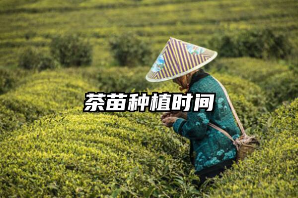 茶苗种植时间