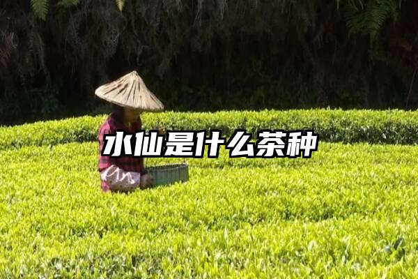 水仙是什么茶种
