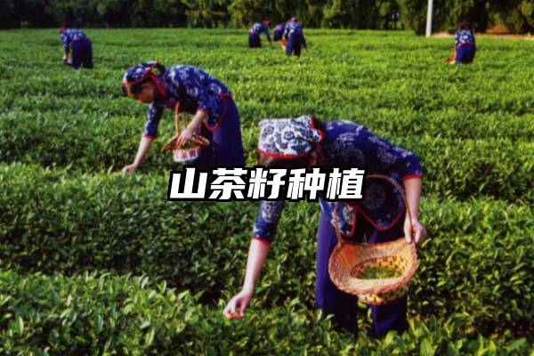 山茶籽种植
