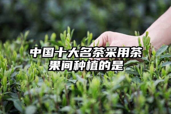 中国十大名茶采用茶果间种植的是
