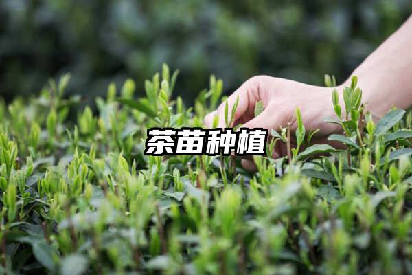 茶苗种植