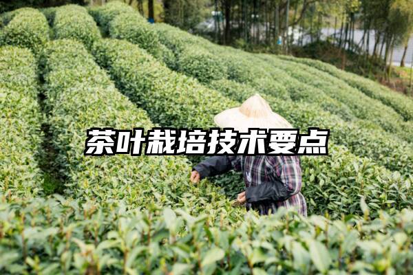 茶叶栽培技术要点
