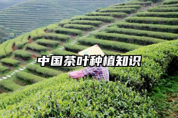 中国茶叶种植知识